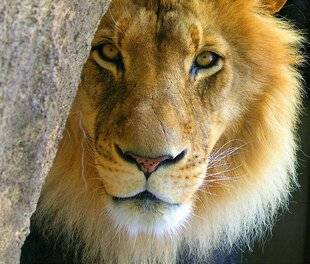 Psychologies Magazine 477 QUAND LE LION nous rappelle notre place