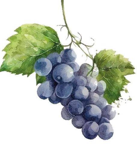 Psychologies Magazine 486 LE RAISIN, fruit de lumière