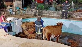 Science & Vie Découvertes 285 Oh la vache !