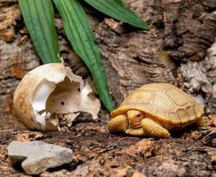 Science & Vie Découvertes 285 Sans précédent