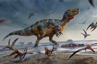 Science & Vie Découvertes 285 De beaux restes