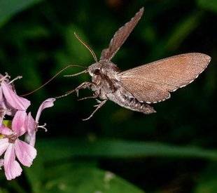 Science & Vie Découvertes 285 Est-ce que les papillons de nuit butinent les fleurs ?