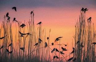 Science & Vie Découvertes 286 Journée mondiale des oiseaux migrateurs …