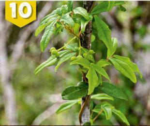 Science & Vie Découvertes 286 Plantes aux superpouvoirs