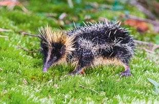 Science & Vie Découvertes 286 LE TENREC ZÉBRÉ