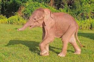 Science & Vie Découvertes 287 Éléphant-oh !