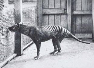 Science & Vie Découvertes 287 Un revenant