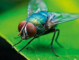 Science & Vie Découvertes 287 Top 10 mini-monstres