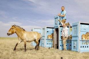 Science & Vie Découvertes 310 chevaux lâchés !