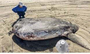Science & Vie Découvertes 311 Poisson XXL