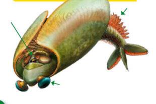 Science & Vie Découvertes 311 Taco sous l'eau