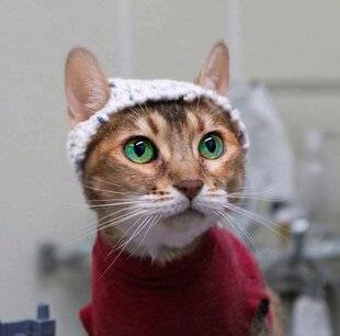 Science & Vie Découvertes 312 Chat à chapeaux