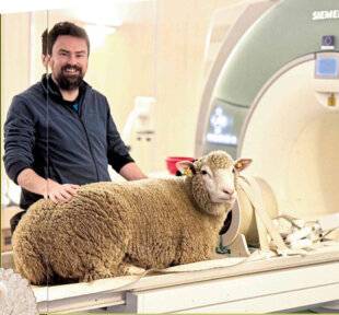 Science & Vie Découvertes 312 Des moutons à l'école du calme