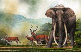 Science & Vie Découvertes 313 Éléphant tout neuf