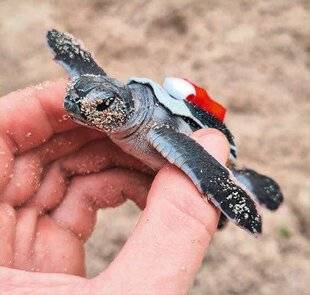 Science & Vie Découvertes 313 Bébé tortue balisé
