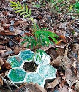 Science & Vie Découvertes 313 Des miroirs pour sauver les plantes ?