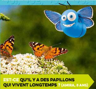 Science & Vie Découvertes 313 Est-ce qu'il y a des papillons qui vivent longtemps ?