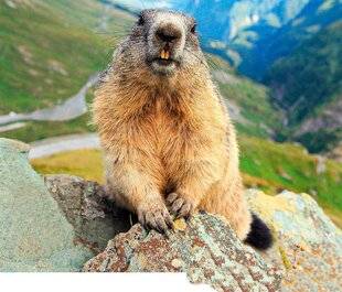 Science & Vie Découvertes 314 Pourquoi il n'y a pas de marmottes ailleurs qu'à la montagne ?