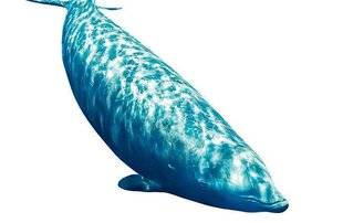 Science & Vie Découvertes 317 COMME DES POISSONS DANS L'EAU !