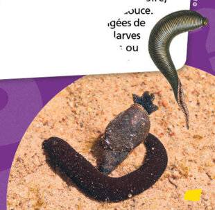 Science & Vie Découvertes 317 EST-CE QUE LES SANGSUES NE MANGENT QUE DU SANG, ET EST-CE QU'ELLES SE COLLENT AUX POISSONS ?
