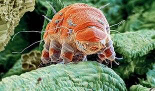 Science & Vie Découvertes 317 LE TARDIGRADE
