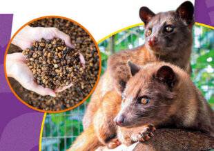 Science & Vie Découvertes 318 C'EST VRAI QU'IL Y A DU CAFÉ FABRIQUÉ À BASE DE CACA D'ANIMAUX ?