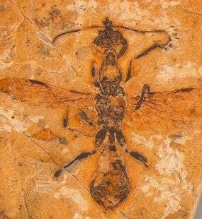 Science & Vie Découvertes 320 FOURMI FÉROCE