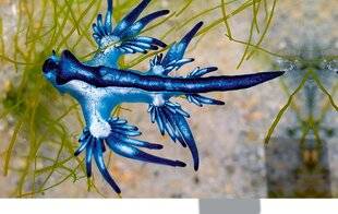 Science & Vie Découvertes 320 LE DRAGON BLEU