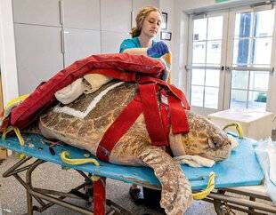 Science & Vie Découvertes 321 UNE TORTUE AUX URGENCES