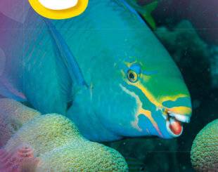 Science & Vie Découvertes 321 POURQUOI LE POISSON-PERROQUET A-T-IL UN BEC ? ELINA, 9 ANS