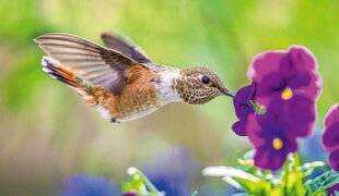 Science & Vie Découvertes 321 LE COLIBRI ROUX