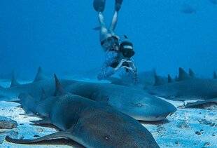 Science & Vie Découvertes 321 EN PAIX AVEC LES REQUINS