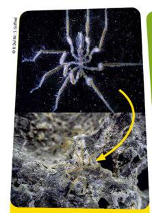 Science & Vie Découvertes 322 AQUASPIDERMAN !