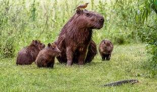Science & Vie Découvertes 322 LE CAPYBARA