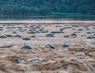 Science & Vie Découvertes 323 NIDIFICATION XXL !