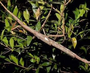 Science & Vie Découvertes 323 PHASME GÉANT