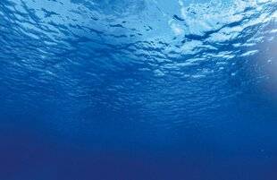 Science & Vie Découvertes 323 LA JUNGLE sous la mer