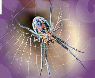 Science & Vie Découvertes 323 COMMENT LES ARAIGNÉES FONT-ELLES LEUR FIL ?