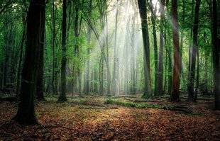 Science & Vie Découvertes 323 Les rois du VACARME