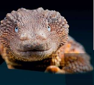 Science & Vie Découvertes 323 LE LÉZARD MONITEUR SANS OREILLE