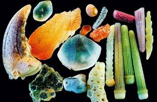 Science & Vie Découvertes 323 Ce sont… des grains de sable en gros plan !