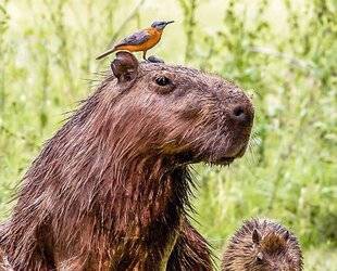 Science & Vie Découvertes 323 BIEN DIT !