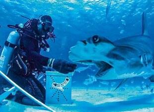 Science & Vie Découvertes 323 ALL THE SHARKS : TROUVEZ-LES TOUS !