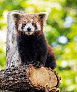 Science & Vie Découvertes 324 PANDAS CHOUX