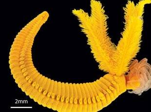 Science & Vie Découvertes 324 VER FLASHY