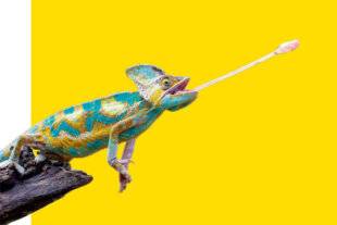 Science & Vie Découvertes 324 LANGUE CATAPULTE