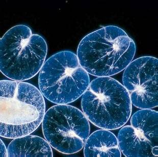 Science & Vie Découvertes 324 PAS SI FÉERIQUE