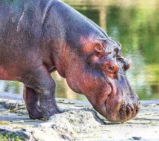 Science & Vie Découvertes 324 Le lait des hippopotames est rose.