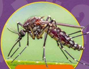 Science & Vie Découvertes 324 LES MOUSTIQUES ONT-ILS UN CERVEAU ? ALEXANDRE, 7 ANS