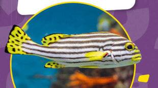 Science & Vie Découvertes 324 COMMENT FONT LES POISSONS POUR DORMIR ALORS QU'ILS N'ONT PAS DE PAUPIÈRES ? PAULINE, 8 ANS